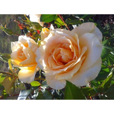 Róża wielkokwiatowa CASANOVA  art. nr 512